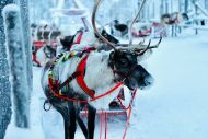 Į Laplandiją pas Kalėdų senelį