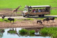 Serengečio safaris