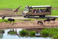 Serengečio safaris
