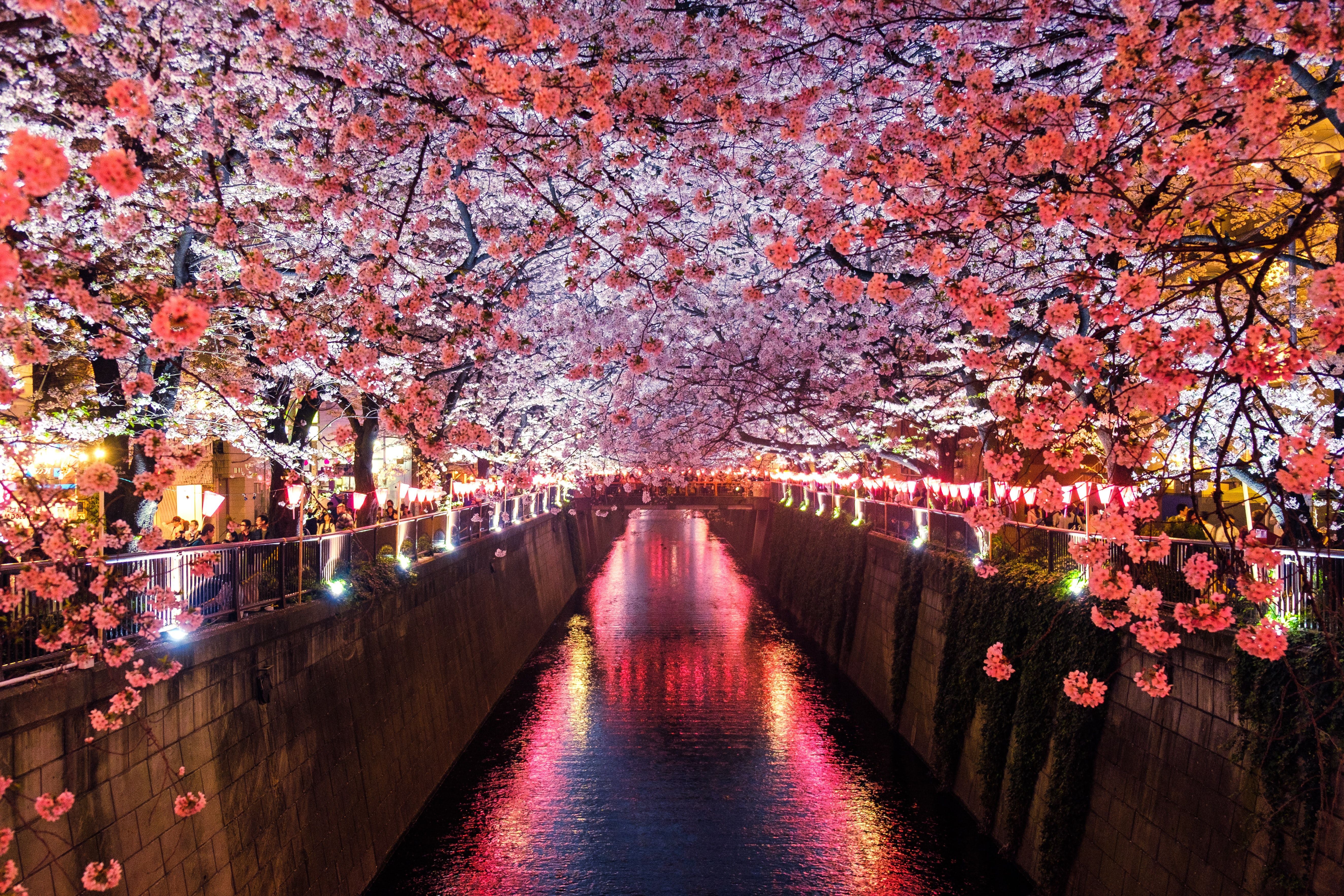 JAPONIJA – TEKANČIOS SAULĖS ŠALIS