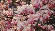 magnolijos